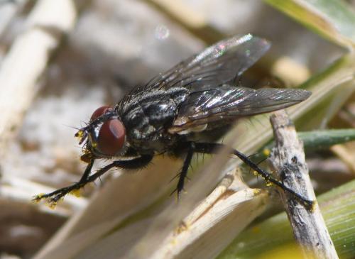 Sarcophaga sp.